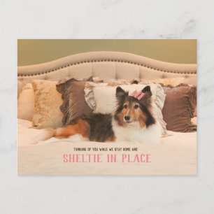 Schattige hondenasiel op zijn plaats Sheltie Bri Briefkaart