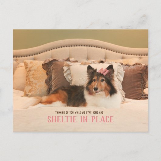 Schattige hondenasiel op zijn plaats | Sheltie Bri Briefkaart (Voorkant)