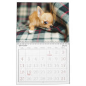Schattige hondenkalender kalender (Jan 2026)