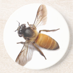 Schattige honingbij bij hommel zandsteen onderzetter