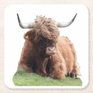 Schattige Hoogland Moo Koe Rustieke Schotse Veefok Vierkante Kartonnen Onderzetter