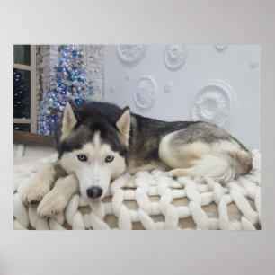 Schattige Husky Dog Mooi Portret Poster