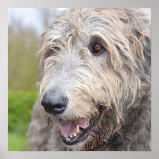 Schattige Ierse Wolfhound Poster (Voorkant)