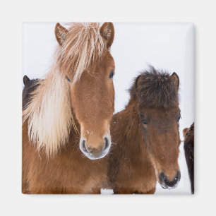 Schattige IJslandse paarden bij elkaar Magneet