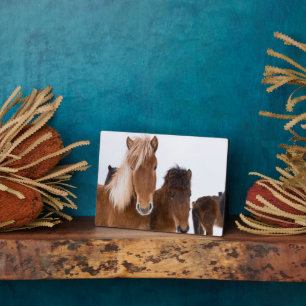 Schattige IJslandse paarden samen Fotoplaat