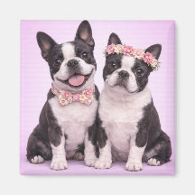 Schattige illustratie van Boston Terrier-koppel vo