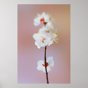 Schattige Japanse Abrikozenbloesems Poster