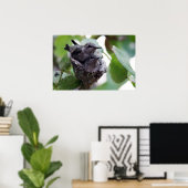 Schattige jonge Hummingvogels Foto Poster (Thuiskantoor)