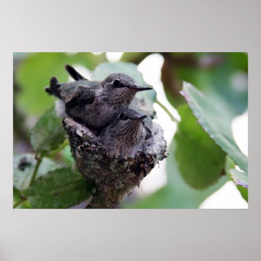 Schattige jonge Hummingvogels Foto Poster (Voorkant)