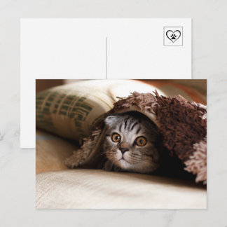 Schattige kat die zich onder de deken verbergt briefkaart