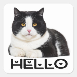 Schattige Kat Hallo Zwart Wit Kitten Vierkante Sticker