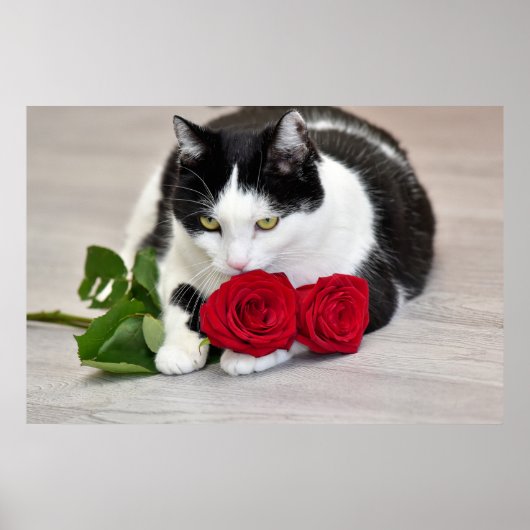 Schattige kat met de rode roos poster (Voorkant)