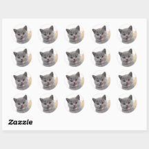 Schattige kat