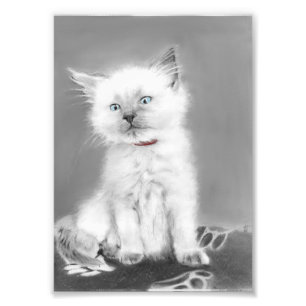 Schattige katjes foto afdruk