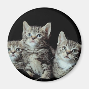 Schattige Katjes Magneet