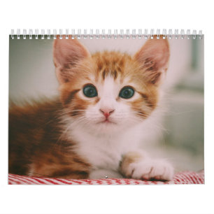 Schattige Katten Eenvoudig Modern Kalender