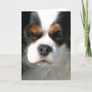 Schattige King Charles Spaniel Wenskaarten Kaart