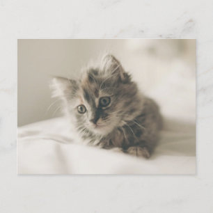 Schattige Kitten Ansichtkaart Briefkaart