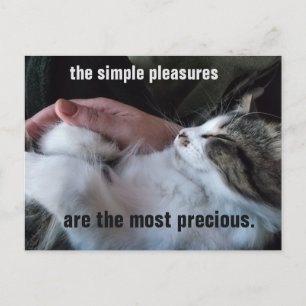 Schattige Kitten Citaat Eenvoudige Genoegens Aanpa Briefkaart