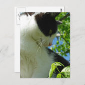 Schattige kitten in een boom briefkaart (Voorkant / Achterkant)