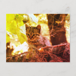 Schattige Kitten Photo Briefkaart
