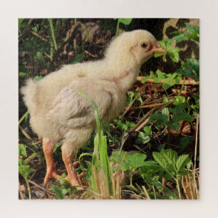 schattige kleine kip, kipkuikens natuurlijk, legpuzzel