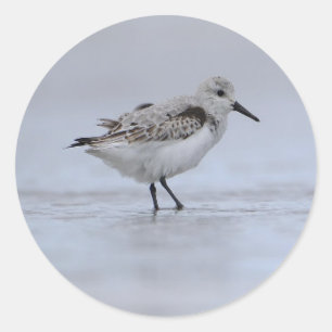 Schattige Kleine Kust Zee Oceaans Water Vogel Ronde Sticker