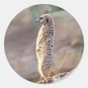 Schattige Kleine Stokstaartje Dier Natuur Wilde Di Ronde Sticker