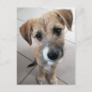 Schattige Kleine Treurige Hond Briefkaart