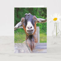Schattige, knappe, hartelijke geiten kaart voor be