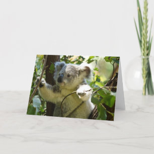 Schattige Koala Beer Bestemming Natuur Aussi Outba Kaart