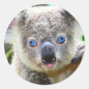 Schattige Koala Beer Ronde Sticker