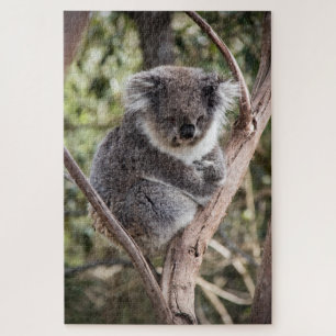 Schattige koala in boom legpuzzel