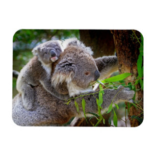 Schattige Koala's Magneet