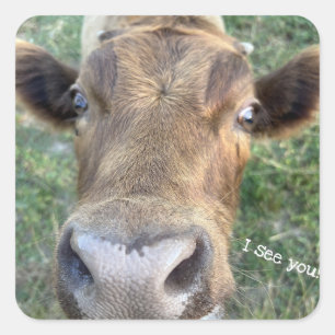 Schattige Koe wordt Nosey Sticker