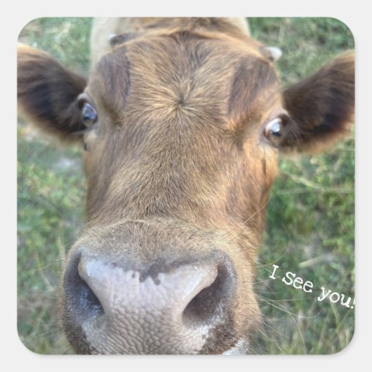 Schattige Koe wordt Nosey Sticker (Voorkant)