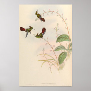 Schattige Kolibrie Lophornis Verreauxi - John Goul Poster