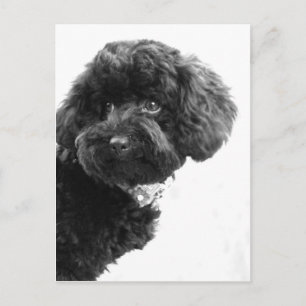 Schattige liefhebber briefkaart