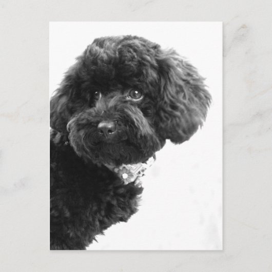 Schattige liefhebber briefkaart (Voorkant)