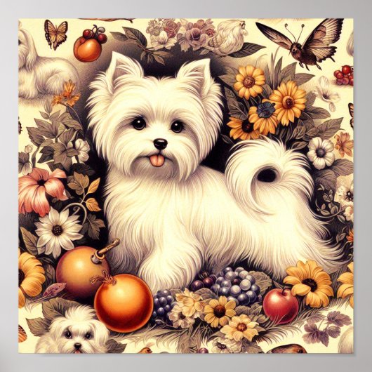 Schattige Maltees Poster (Voorkant)