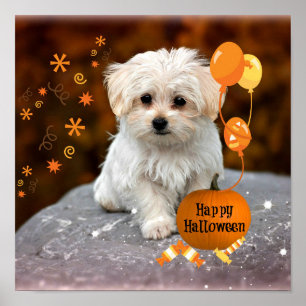 Schattige Maltese puppy Celebrates Halloween Poster