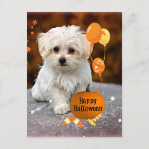 Schattige Maltese Puppy viert Halloween Feestdagenkaart