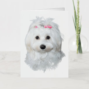 Schattige Maltese Zoetheid Engel op Pootjes Folie Wenskaart