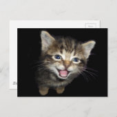 Schattige Medue Kitten Cat Briefkaart (Voorkant / Achterkant)