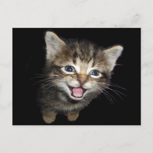 Schattige Medue Kitten Cat Briefkaart (Voorkant)
