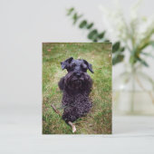 Schattige Miniatuur Schnauzer Briefkaart (Staand voorkant)