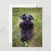 Schattige Miniatuur Schnauzer Briefkaart (Voorkant / Achterkant)