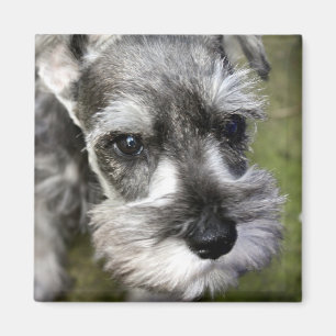 Schattige miniatuur Schnauzer Puppy Magnet Magneet