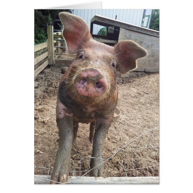 schattige muddyse (Voorkant)