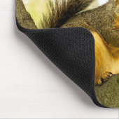 Schattige Muismat eekhoorn (Hoek)